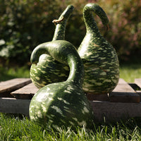 Gourd Speckled Swan Seed