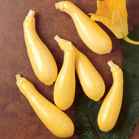 cougar herbicide Squash Cougar F1 Seed – Harris Seeds