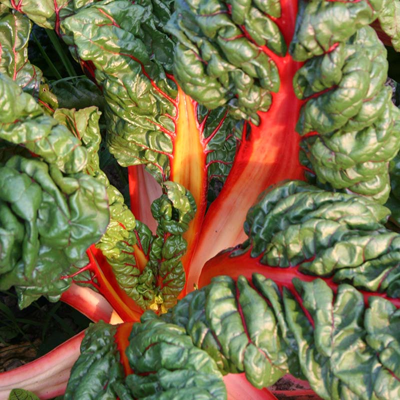 Swiss Chard Bright Lights Seed – Harris Seeds