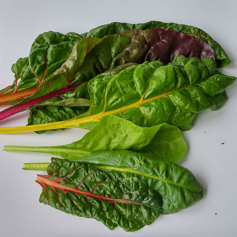 Swiss Chard Bright Lights Seed Harris Seeds
