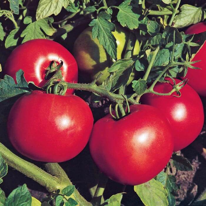 Tomato Jet Star F1 Seed Harris Seeds