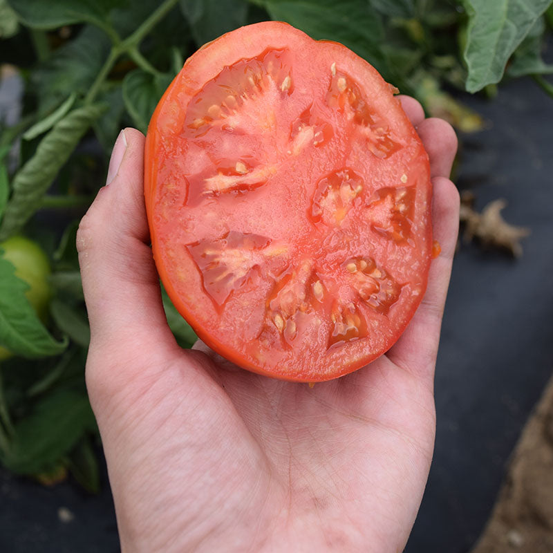 Tomato Jet Star F1 Seed Harris Seeds