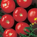 Tomato Mountain Fresh Plus F1 Seed