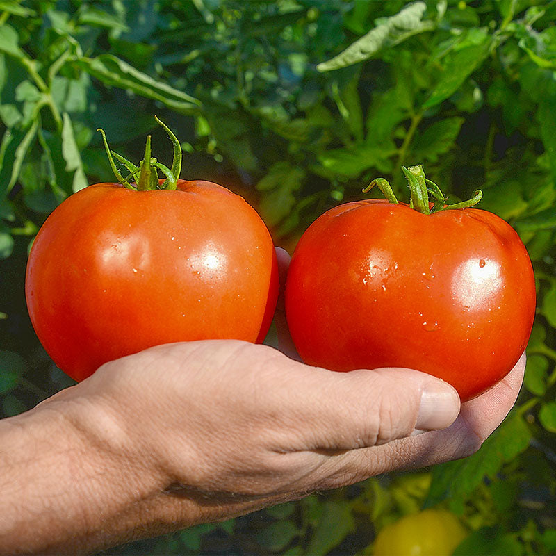 plant fresh tomato seeds Tomato Mountain Fresh Plus F1 Seed – Harris Seeds