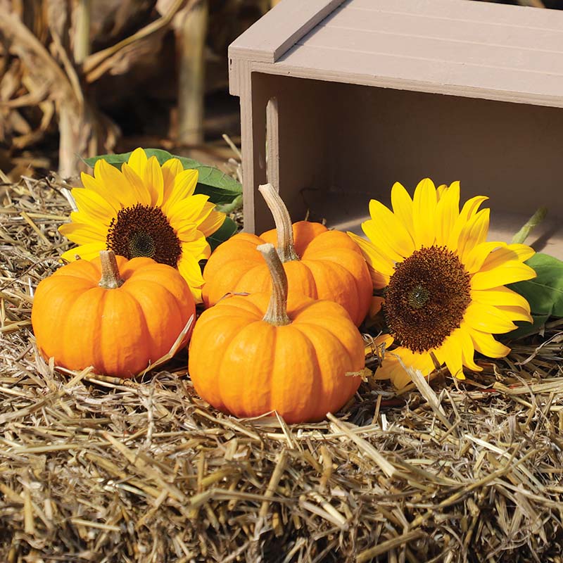 pumpkin seed flower Pumpkin Patch Seed Collection