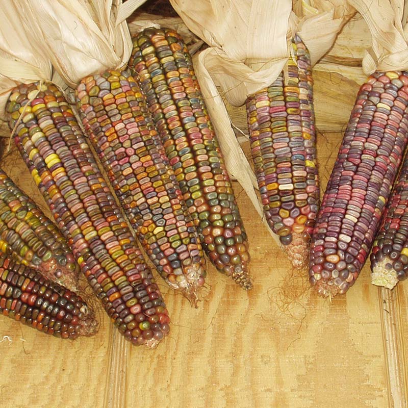 Ornamental Corn Earth Tones Dent Seed – Harris Seeds