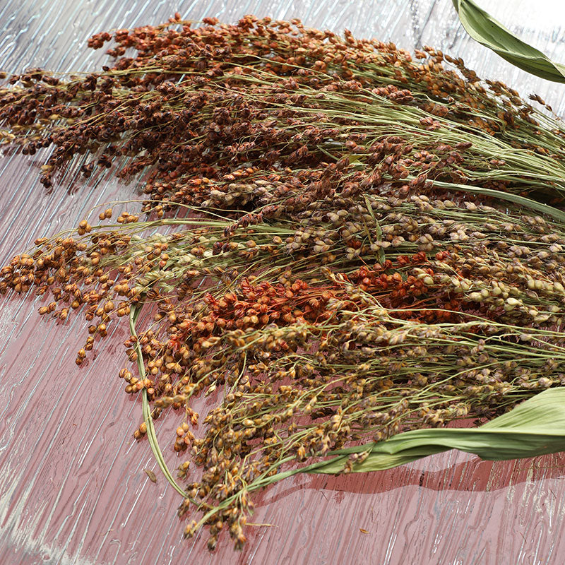 Broom Corn Mix Seed – Harris Seeds