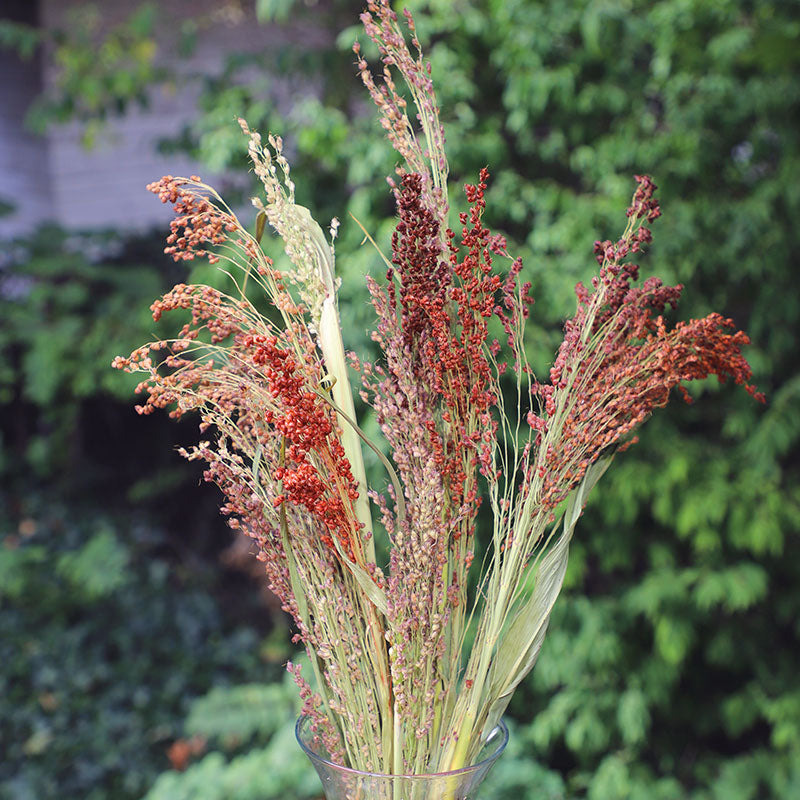 Broom Corn Mix Seed – Harris Seeds