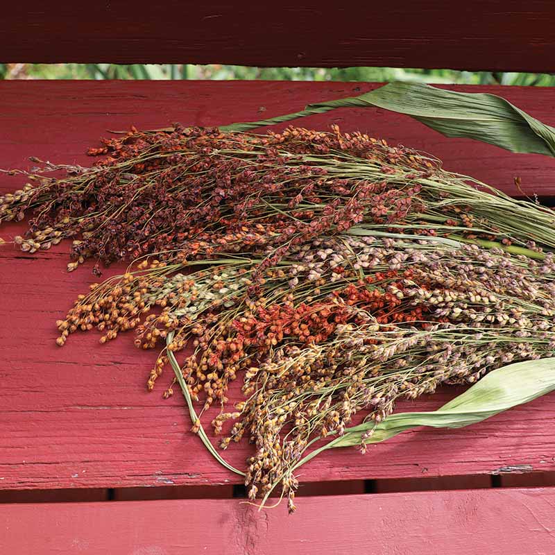 broom plant seeds Harris Seeds