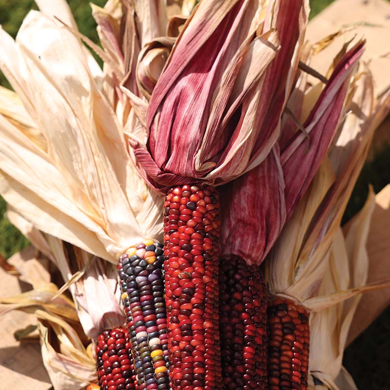 ornamental plant seeds for sale Ornamental Corn Wilda's Pride Seed RAW / 5 lbs / UNTREATED