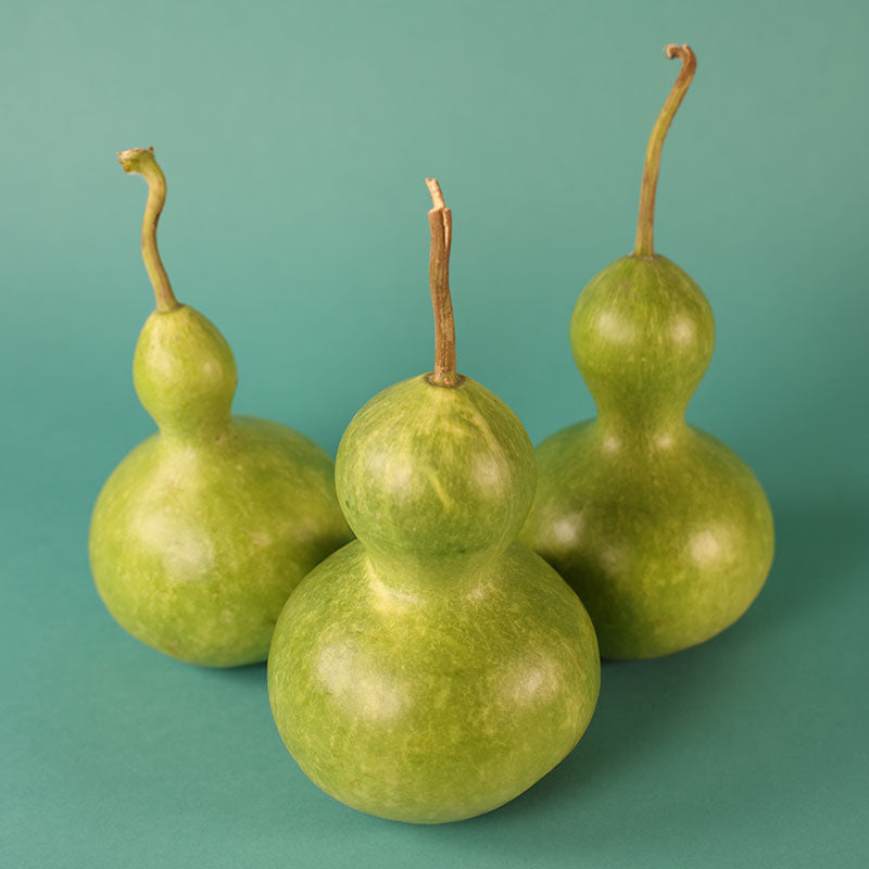 Gourd Birdhouse Seed – Harris Seeds