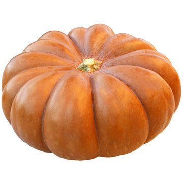 Rare Mixed Pumpkin Seeds – Fairytale, Autumn, Halloween, Snack Varieties – Your Plant Bitch's