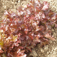 Lettuce Red Salad Bowl Seed