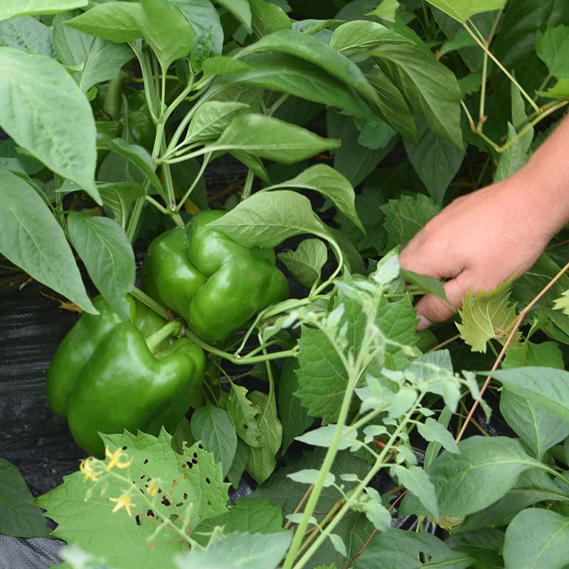 green pepper seeds planting Pepper Revolution F1 Seed – Harris Seeds