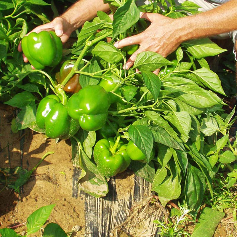 bell pepper plants from seeds Pepper Alliance F1 Seed – Harris Seeds