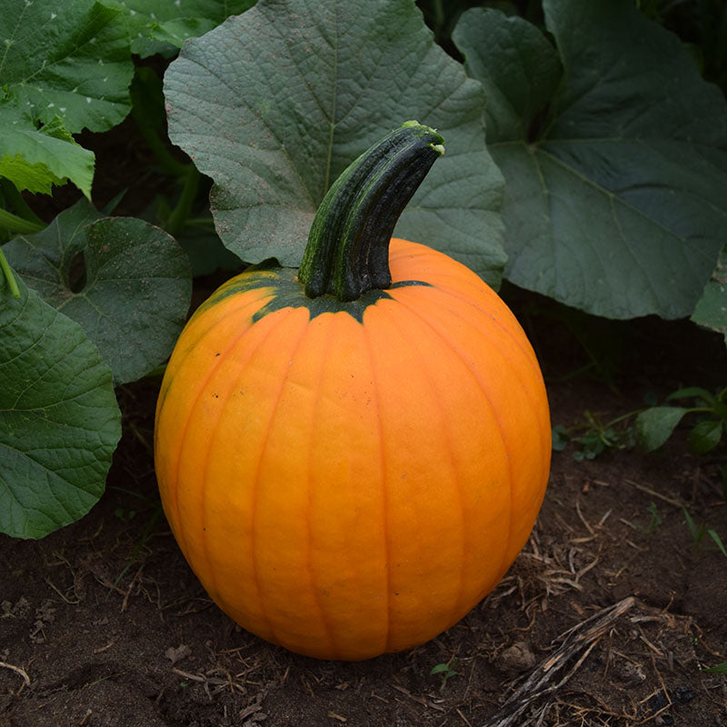 pumpkin herbicide Pumpkin Magician F1 Seed – Harris Seeds