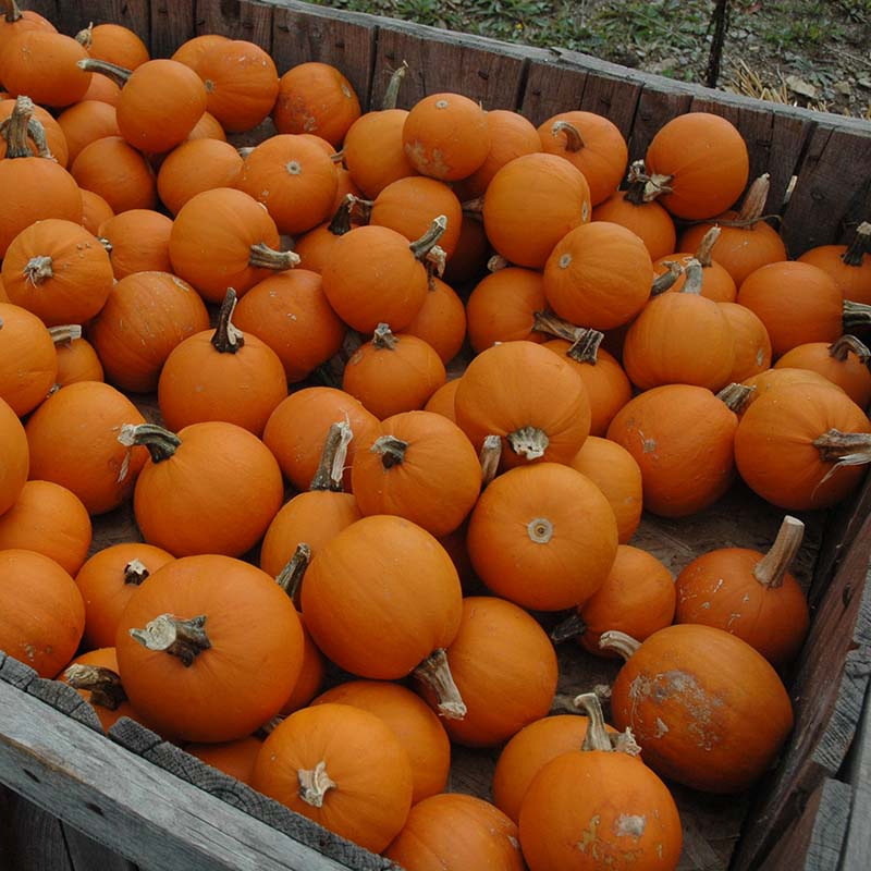 reflex herbicide pumpkins Pumpkin Apprentice F1 Seed FILM COATED / 250 Seeds / Farmore