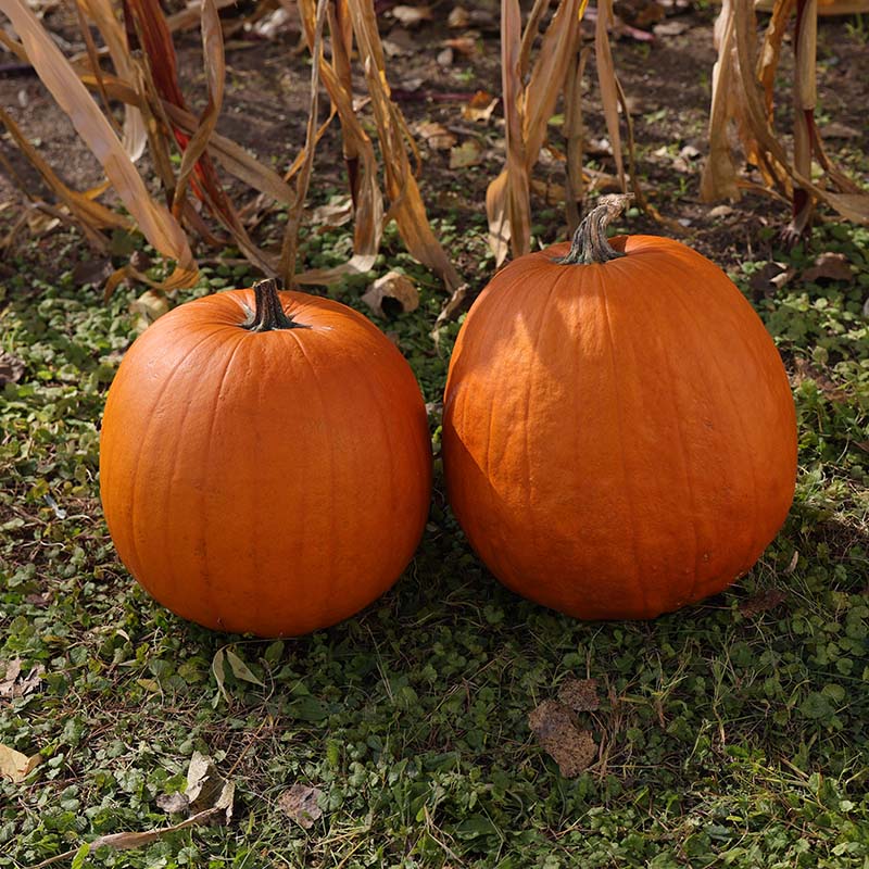 command herbicide pumpkins Pumpkin Aladdin F1 Seed FILM COATED / 30,000 seeds / FARMORE