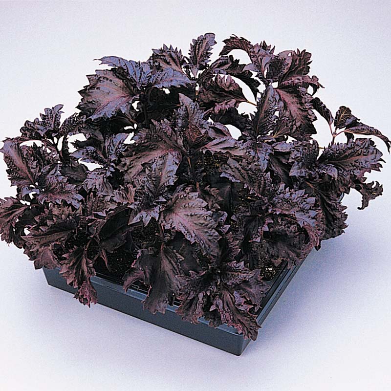 Basil Purple Ruffles Seed – Harris Seeds
