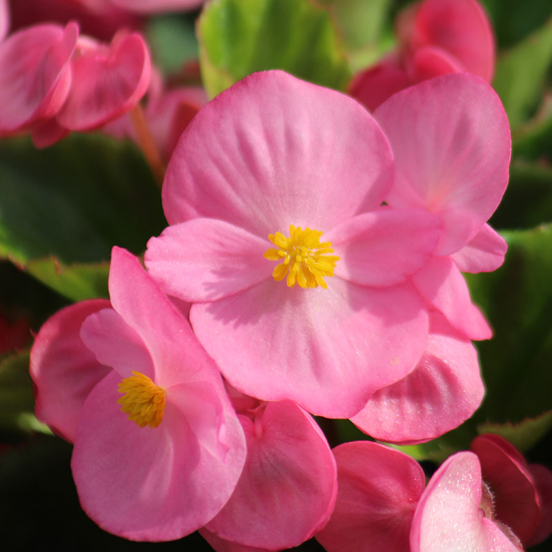 Begonia Super Olympia Pink F1 Seed