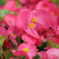 Begonia Super Olympia Pink F1 Seed
