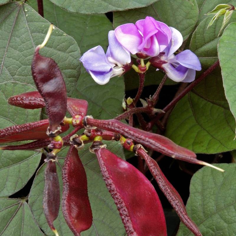 hyacinth bean plant seeds Hyacinth Bean Ruby Moon Seed