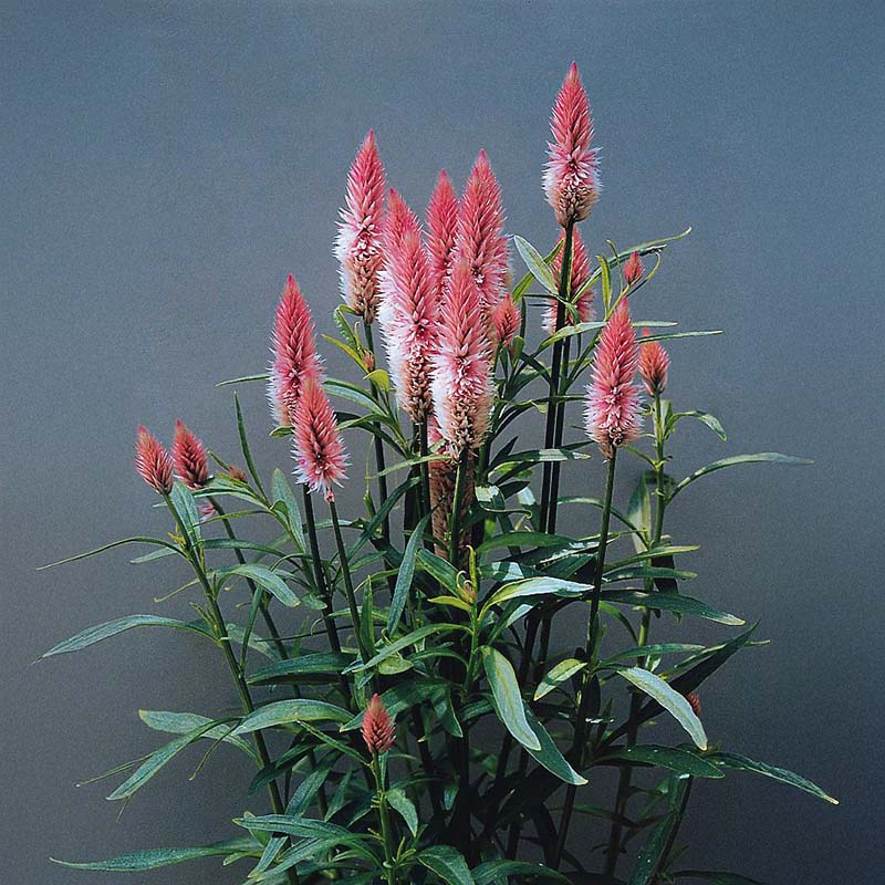 flamingo flower seeds Harris Seeds Celosia Flamingo Feather, Annual Flower, 50 Count