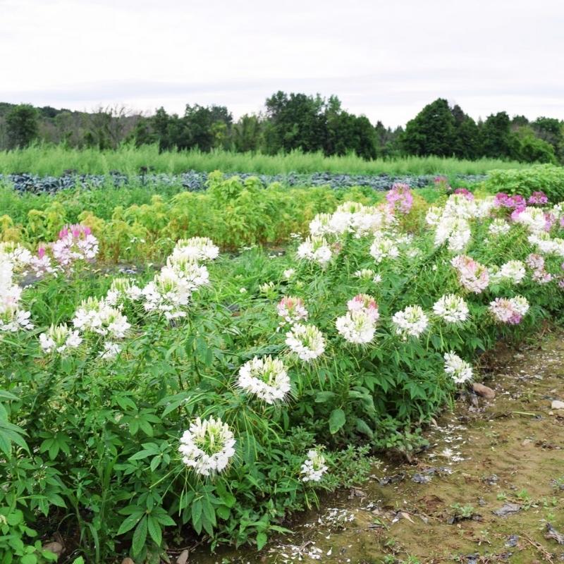 planting cleome seeds Cleome Queen Mix Seed – Harris Seeds