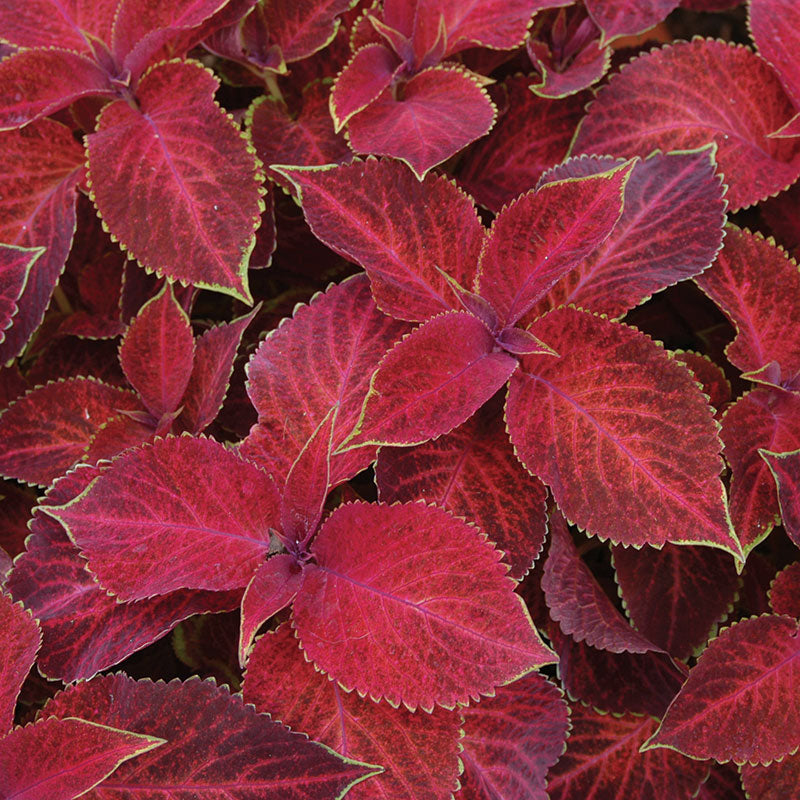 Coleus Wizard Velvet Red Seed – Harris Seeds