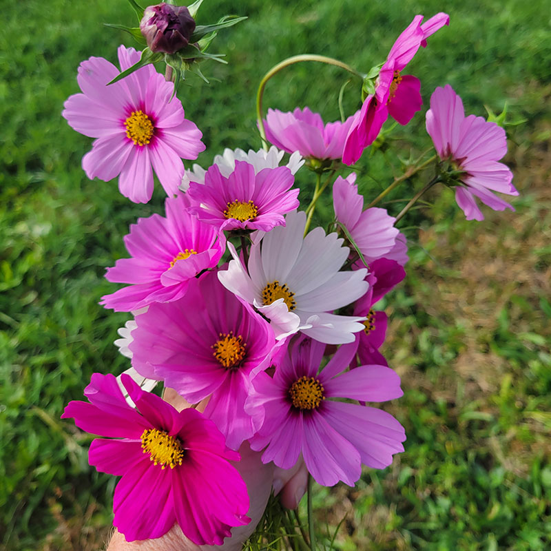 Cosmos Versailles Mix Seed