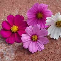 Cosmos Versailles Mix Seed
