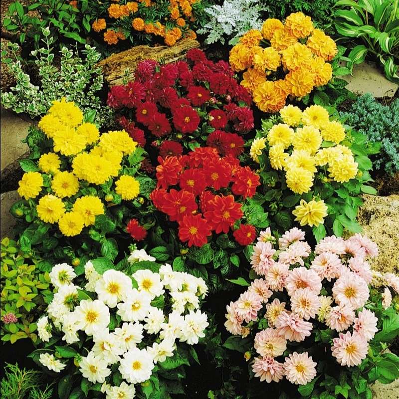 figaro dahlia seeds Dahlia Figaro Mix Seed – Harris Seeds