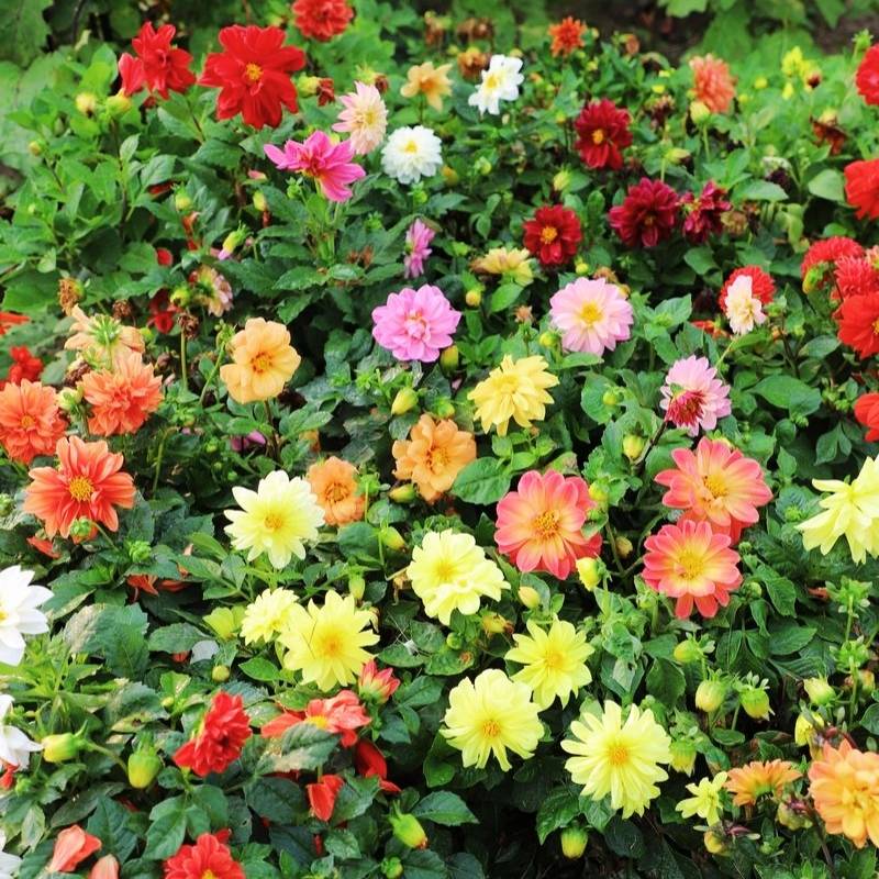 figaro mixed dahlia seeds Dahlia Figaro Mix Seed – Harris Seeds