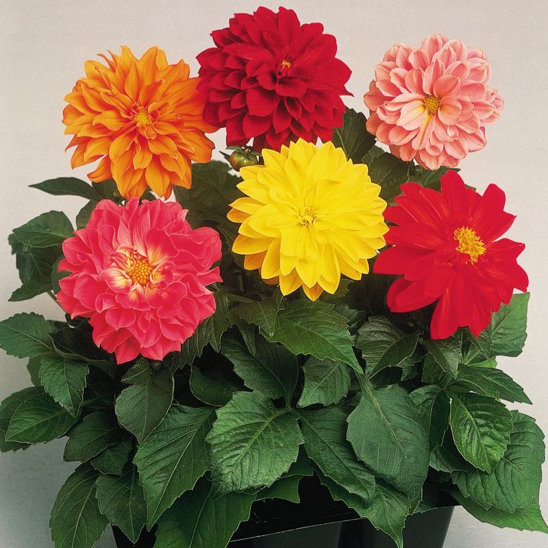 figaro mix dahlia seeds Dahlia Figaro Mix Seed – Harris Seeds