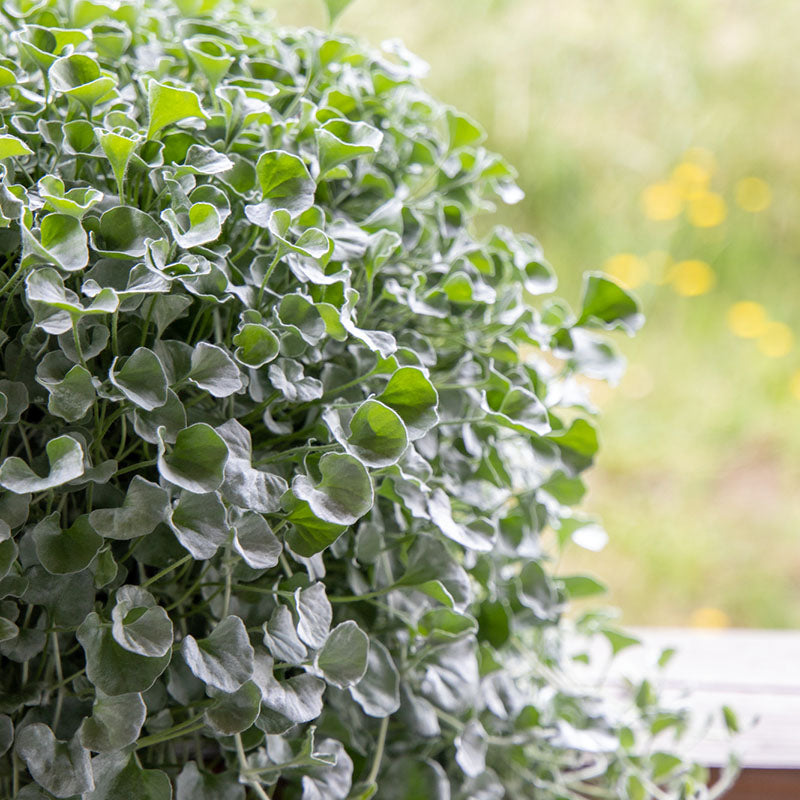 silver falls plant seeds Dichondra Silver Falls Seed Untreated