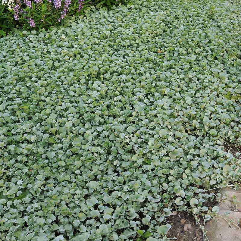 silver falls plant seeds Dichondra Silver Falls Seed Untreated