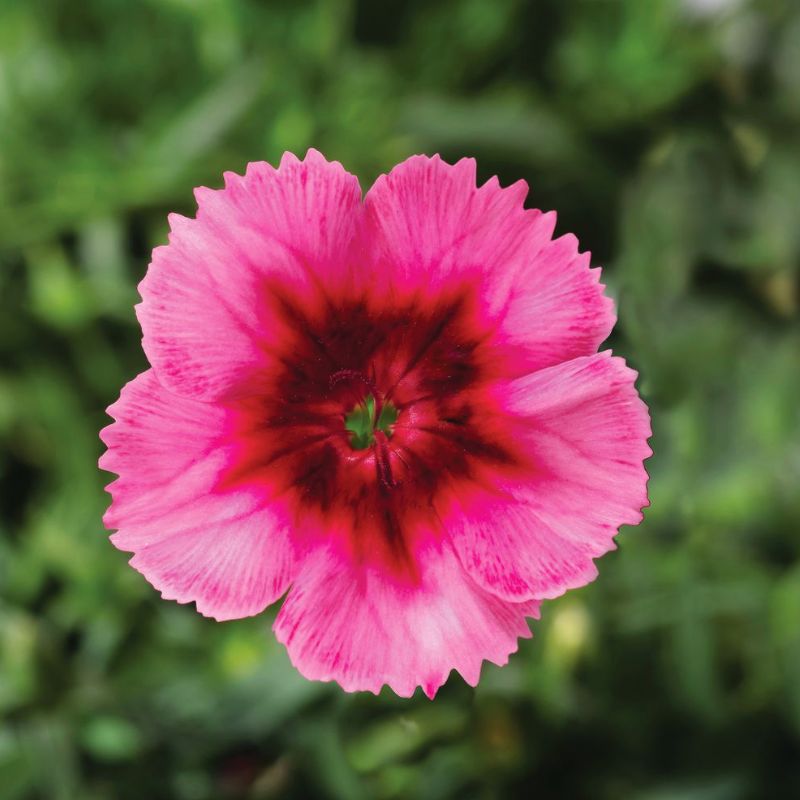 Dianthus Super Parfait Raspberry F1 Seed – Harris Seeds