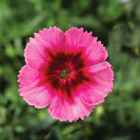 Dianthus Super Parfait Raspberry F1 Seed – Harris Seeds