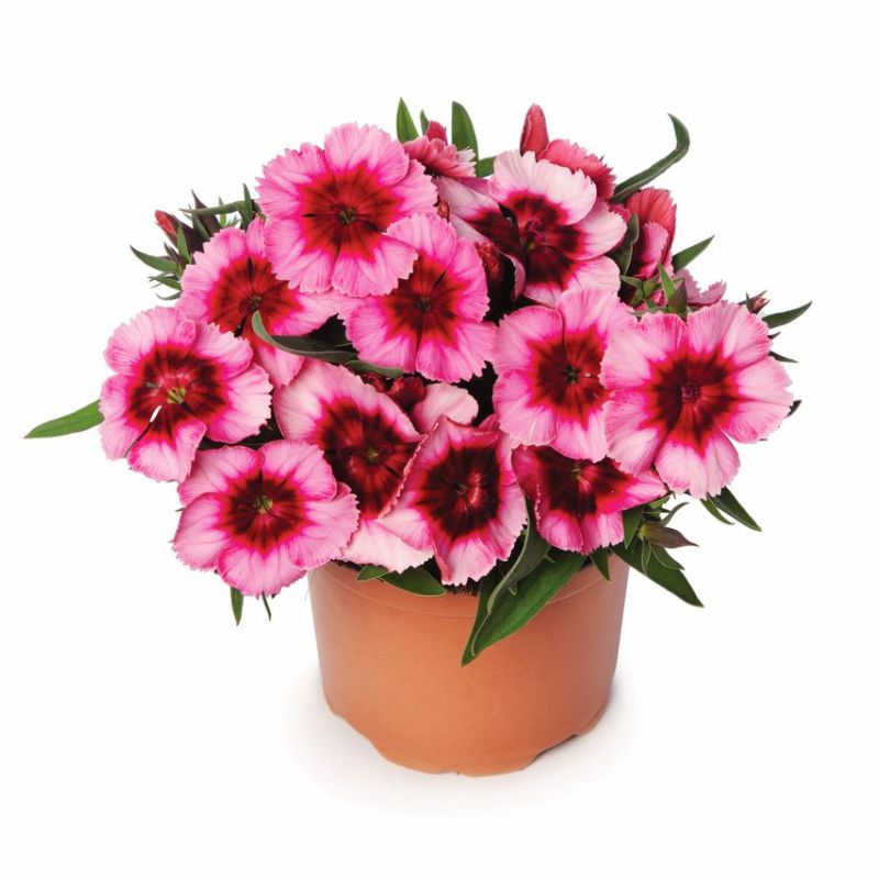 Dianthus Super Parfait Raspberry F1 Seed – Harris Seeds