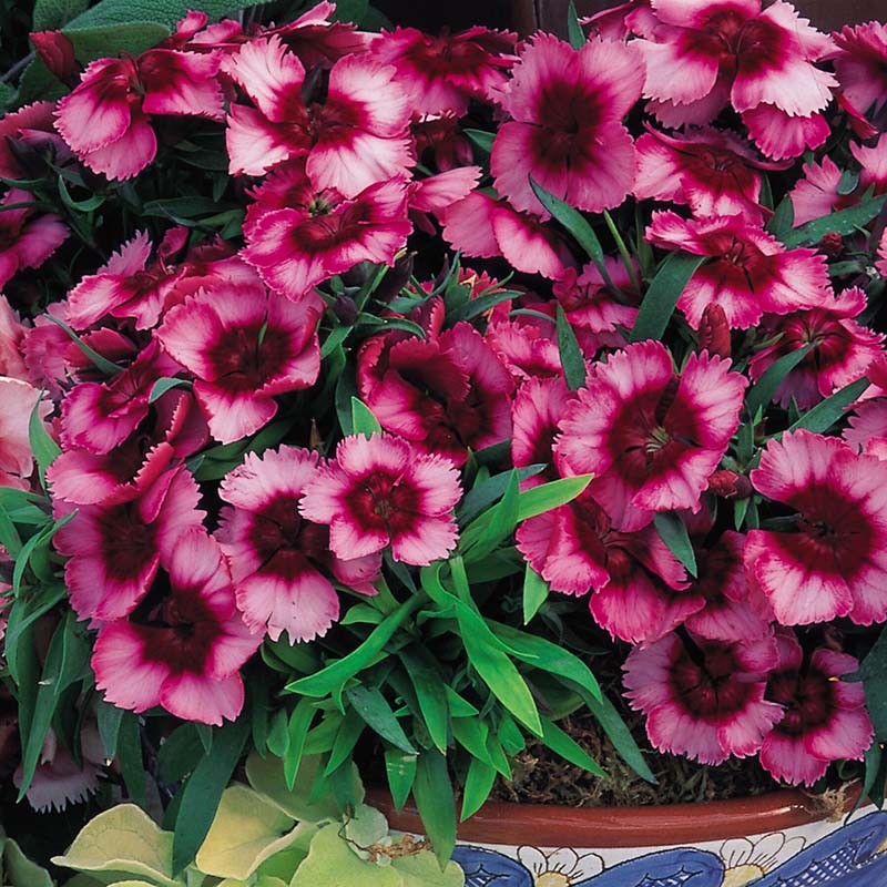 Dianthus Super Parfait Raspberry F1 Seed – Harris Seeds