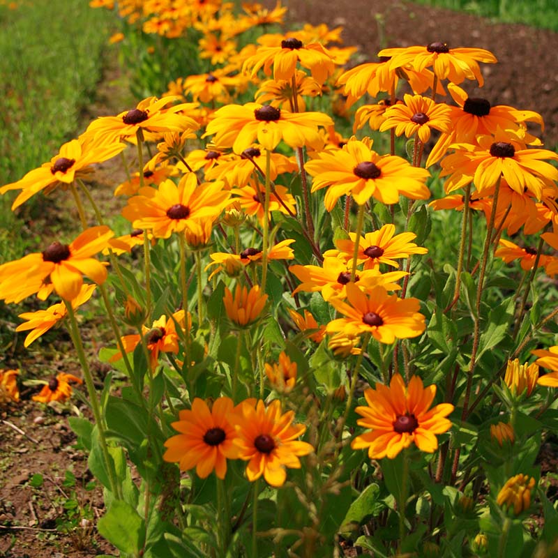 indian plants seeds Harris Seeds - Rudbeckia Yellow Indian Summer Seed - Annual Flowers