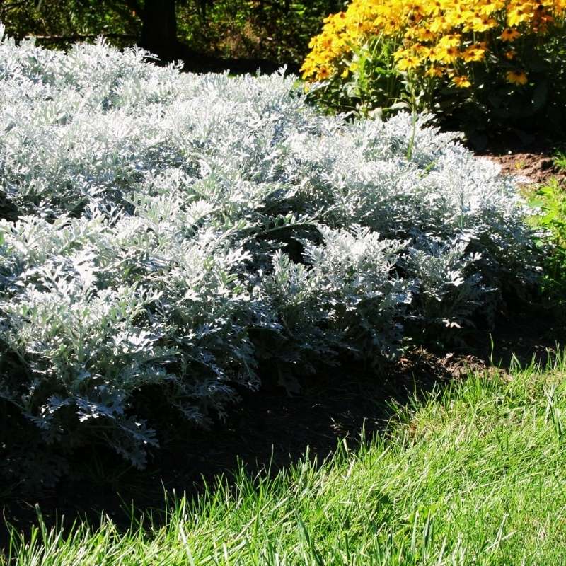 dusty miller indoor plant Dusty Miller Silverdust Seed