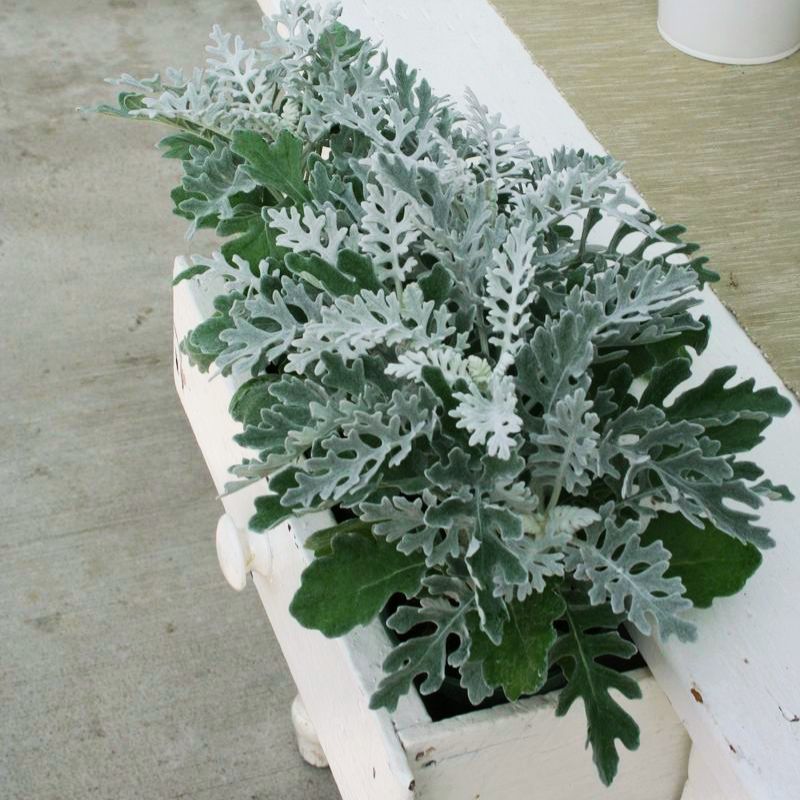 silver dust plant indoors Dusty Miller Silverdust Seed RAW / 500 seeds / UNTREATED