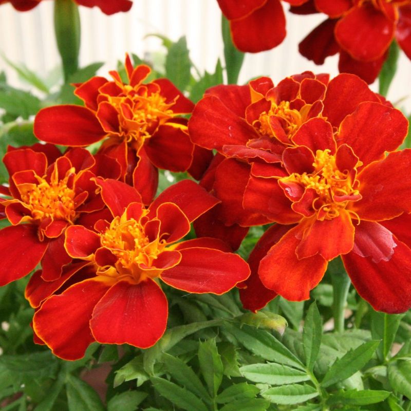 red marigold flower seed Marigold Durango Red Seed RAW / 500 Seeds / UNTREATED
