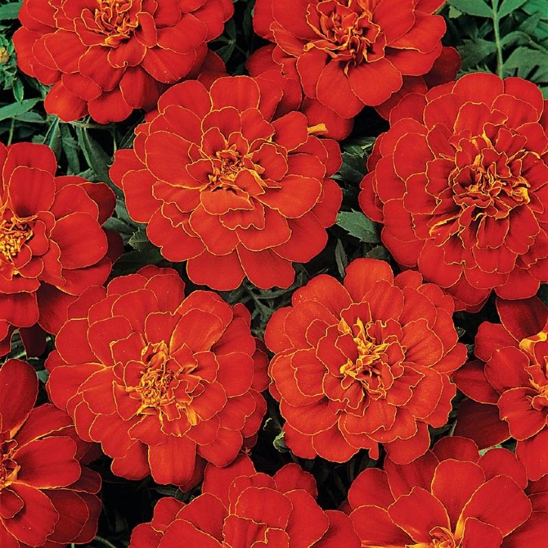 durango marigold seeds Marigold Durango Red Seed RAW / 500 Seeds / UNTREATED