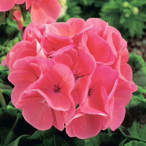 geranium patricia seeds Geranium Maverick Salmon F1 Seed – Harris Seeds