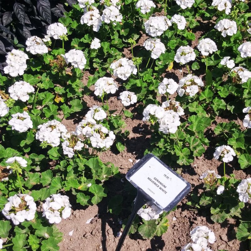 maverick white geranium seeds Geranium Maverick White F1 Seed (Film Coat) Untreated