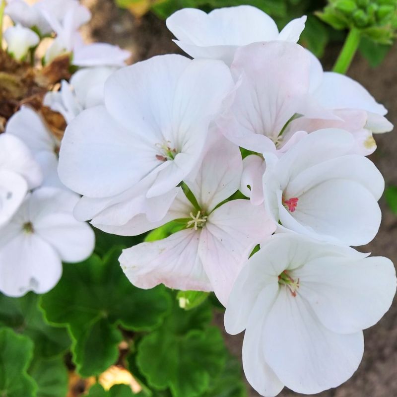 geranium niveum seeds Geranium Maverick White F1 Seed (Film Coat) Untreated
