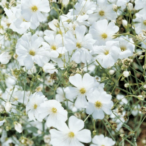 gypsophila flower seeds Gypsophila Covent Garden Seed – Harris Seeds