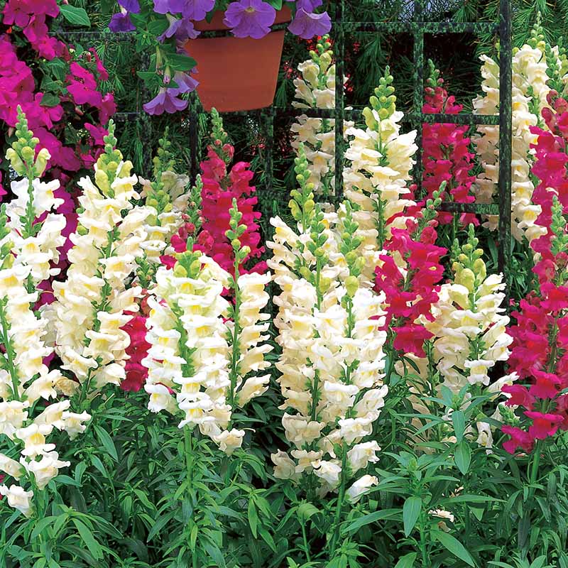 liberty garden seeds Snapdragon Liberty Classic Mix F1 Seed